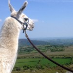 Polo Looking Over Dartmoor
