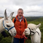 Griff Rhys Jones With Dartmoor Llamas